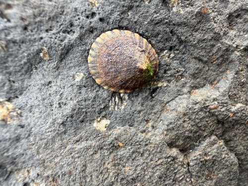 Cellana tramoserica observed 2026-10-29