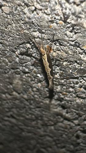 Plutella xylostella observed 2026-10-29