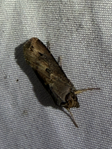 Agrotis ipsilon observed 2026-10-28