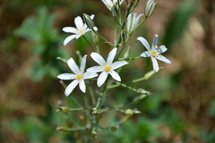 Ornithogalum pyramidale