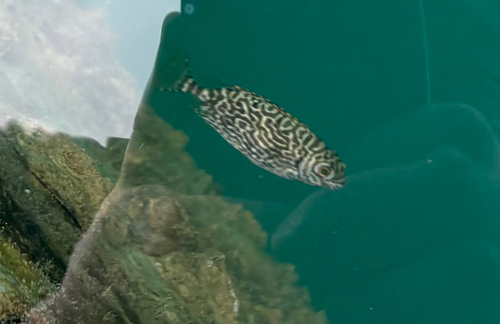 Siganus spinus observed 2026-10-29