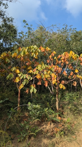 Sterculia observed 2026-10-29