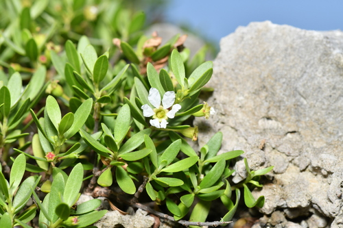 Pemphis acidula observed 2026-10-14