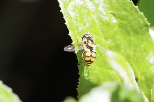 Simosyrphus grandicornis observed 2026-10-29