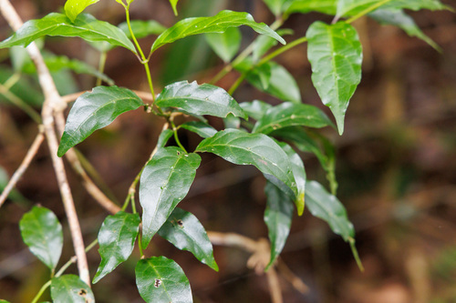 Morinda observed 2026-10-29