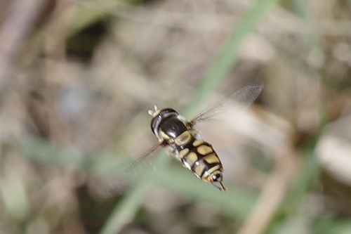 Simosyrphus grandicornis observed 2026-10-29