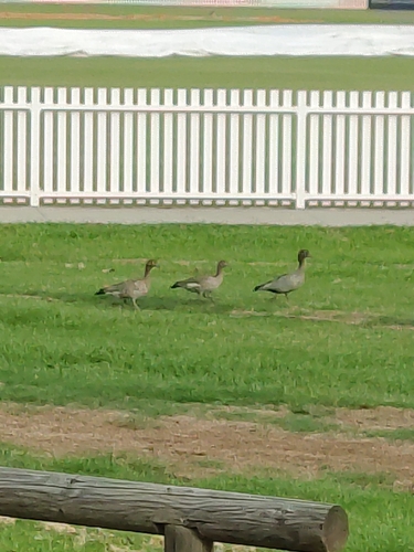 Australian Wood Duck