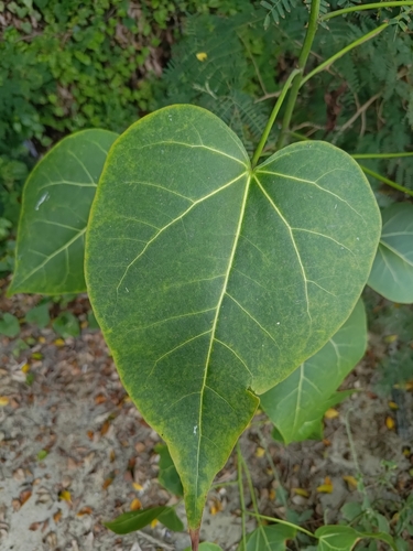 Thespesia populnea observed 2026-10-29
