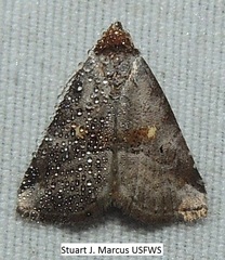 Hyperstrotia flaviguttata