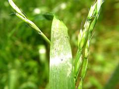 Irbisia californica