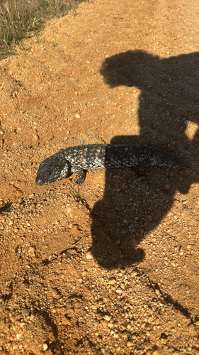 Tiliqua rugosa observed 2026-10-29