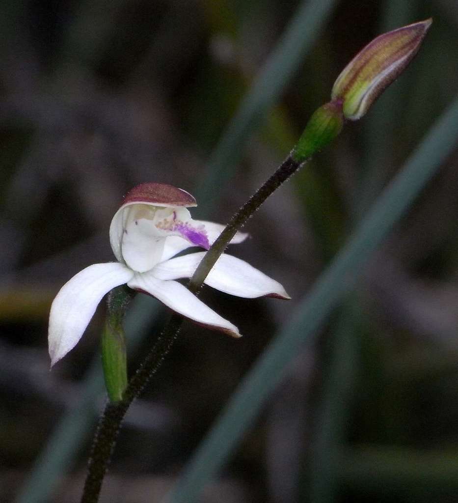 Caladenia moschata