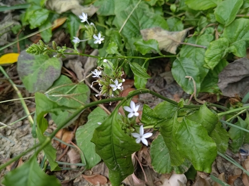 Plumbago zeylanica observed 2026-10-29