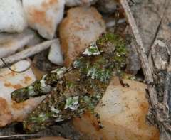 Cirphula pyrrhocnemis