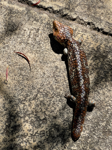 Tiliqua rugosa observed 2026-10-29