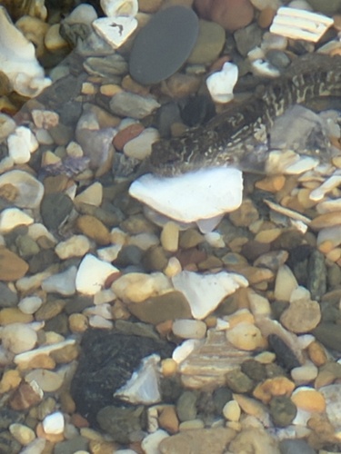 Istiblennius edentulus observed 2026-10-29