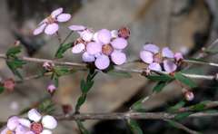 Euryomyrtus ramosissima ramosissima