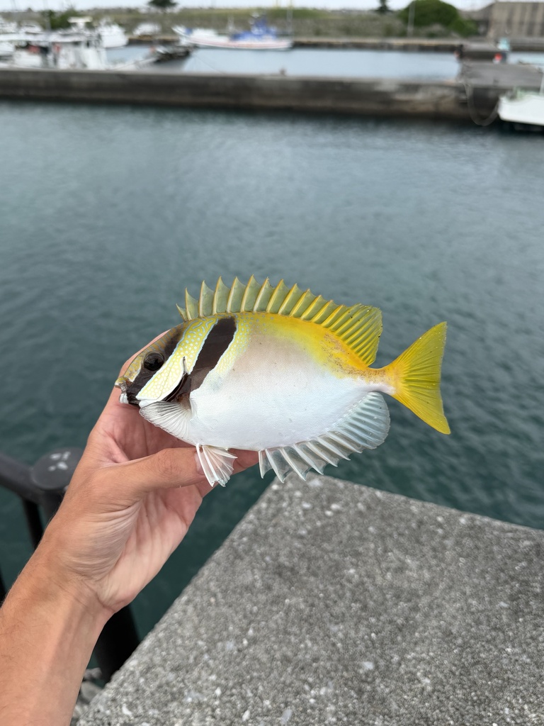Barhead spinefoot