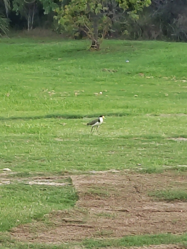 Black-shouldered Masked Lapwing