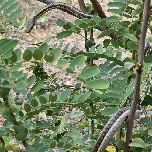 Dendrelaphis observed 2026-10-29