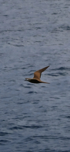 Anous stolidus observed 2026-10-28