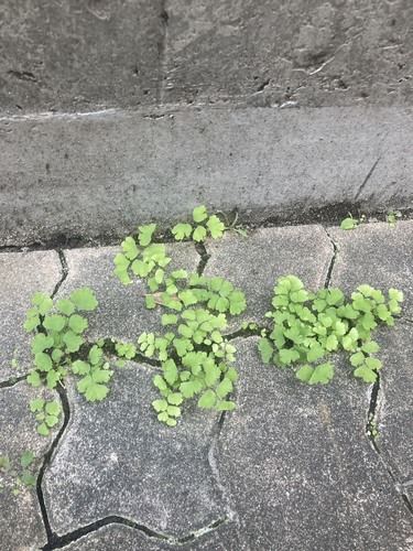Adiantum capillus-veneris observed 2026-10-29