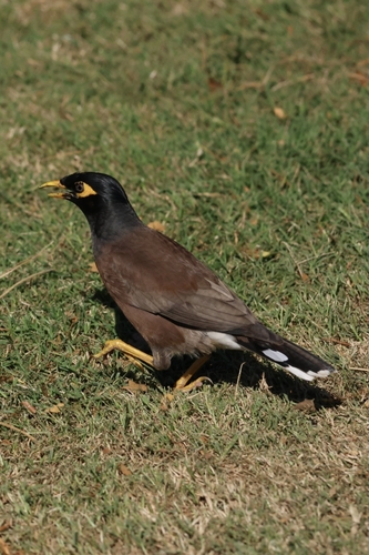 Acridotheres tristis observed 2026-10-28