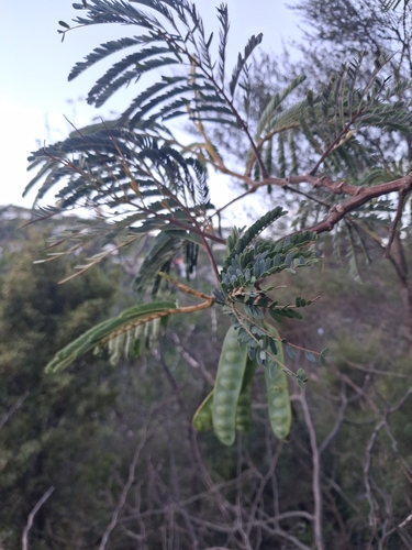 Acacia observed 2026-10-29