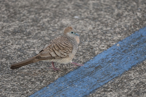 Geopelia striata observed 2026-10-25