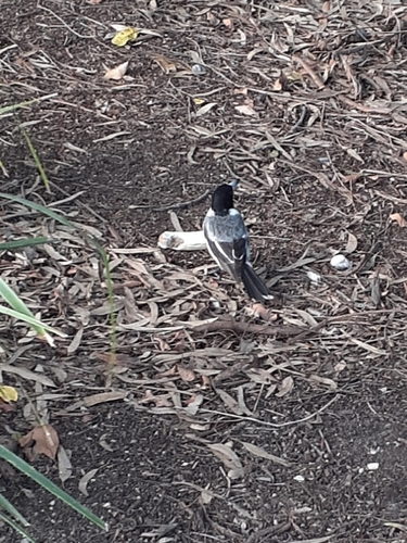 Grey Butcherbird