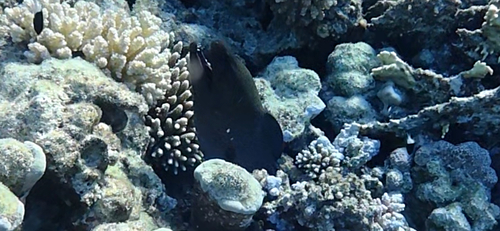 Gymnothorax observed 2026-10-29