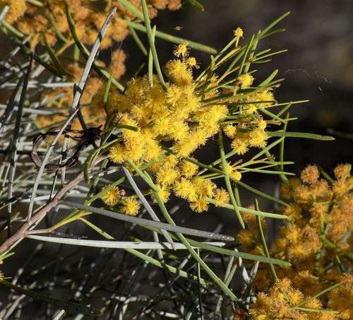 Image of Acacia williamsonii by (c) Russell Best, some rights reserved (CC BY)