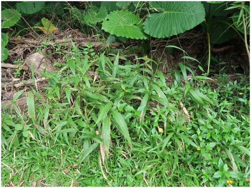 Setaria palmifolia observed 2026-10-29