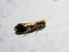 Monopis obviella