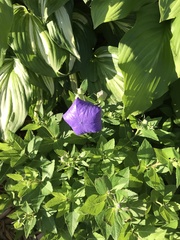 Platycodon
