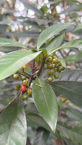 Psychotria observed 2026-10-29