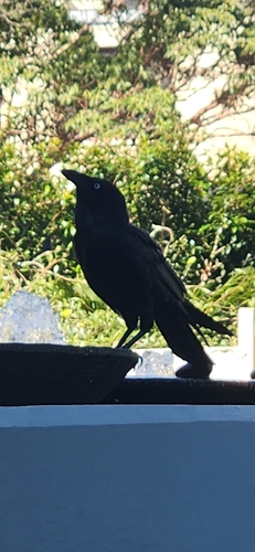 Corvus observed 2026-10-29