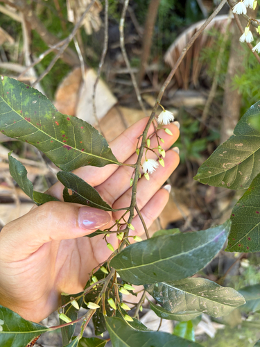 Elaeocarpus observed 2026-10-29