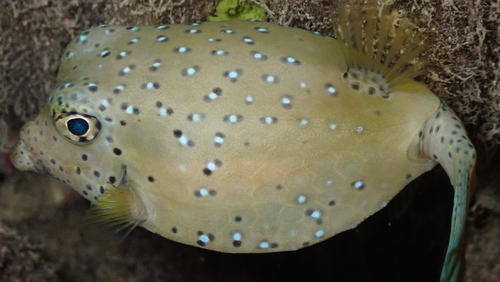 Ostracion cubicus observed 2026-10-28