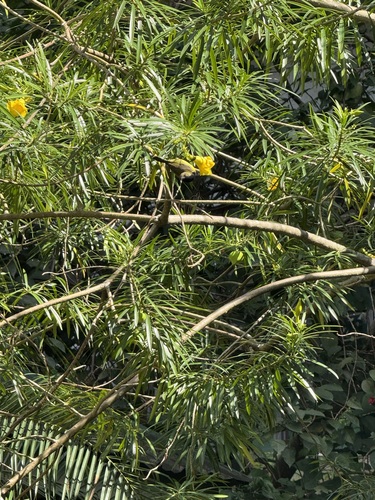 Cinnyris jugularis observed 2026-10-29