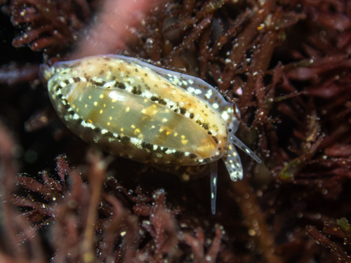 Marginella observed 2026-10-28