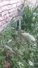 Phalaris canariensis