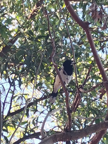 Pied Butcherbird