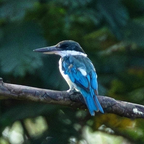 Todiramphus chloris observed 2026-10-27