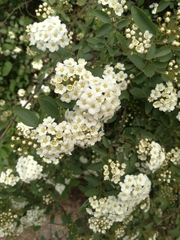 Spiraea × vanhouttei