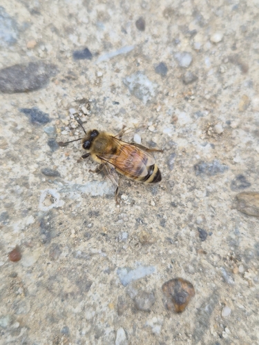 Apis mellifera photograph by the iNaturalist community