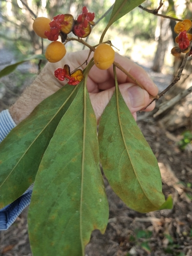 Pittosporum ferrugineum observed 2026-10-29