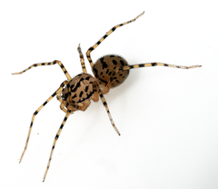Scytodes thoracica
