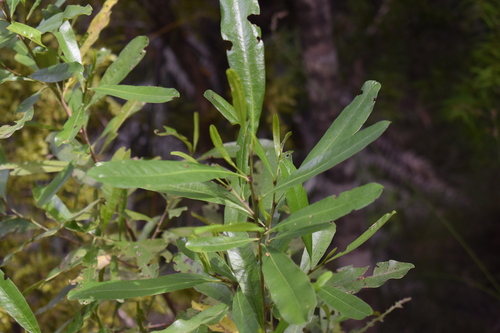 Dodonaea viscosa observed 2026-10-29