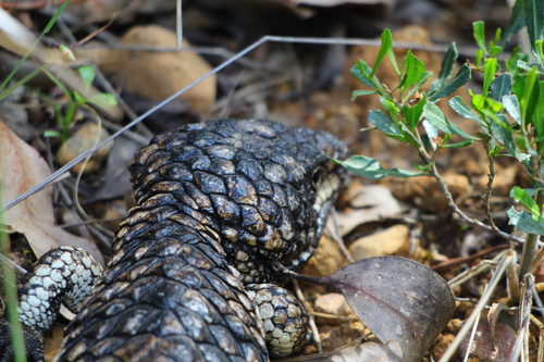 Tiliqua rugosa observed 2026-10-29